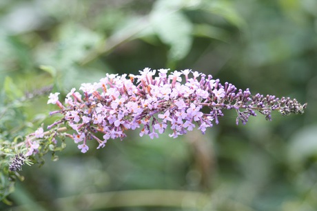 兵庫県立フラワーセンターの花たち