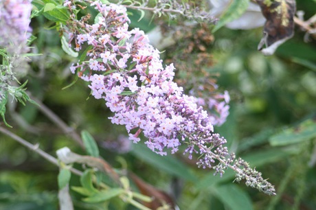 兵庫県立フラワーセンターの花たち