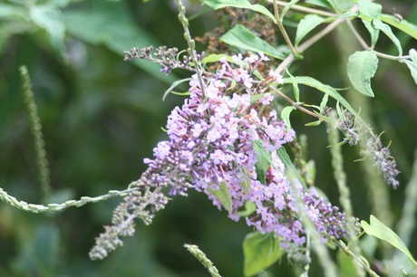 兵庫県立フラワーセンターの花たち