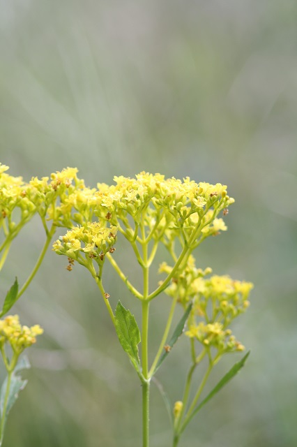 兵庫県立フラワーセンターの花たち