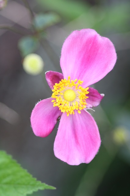 兵庫県立フラワーセンターの花たち