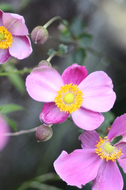 兵庫県立フラワーセンターの花たち