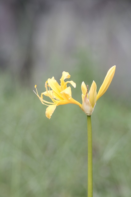 兵庫県立フラワーセンターの花たち