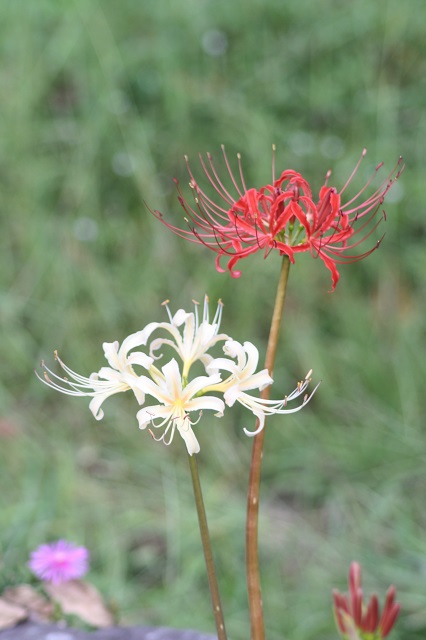 兵庫県立フラワーセンターの花たち