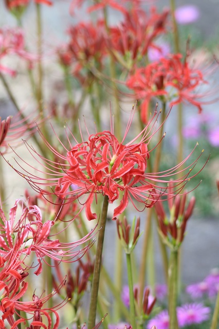 兵庫県立フラワーセンターの花たち
