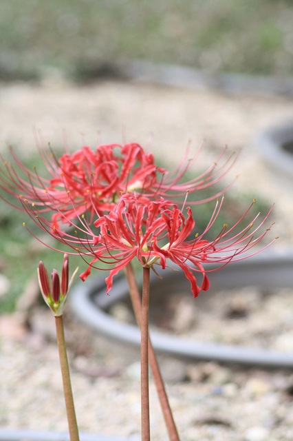 兵庫県立フラワーセンターの花たち