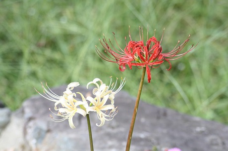 兵庫県立フラワーセンターの花たち