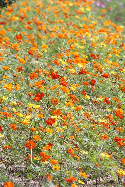 兵庫県立フラワーセンターの花たち