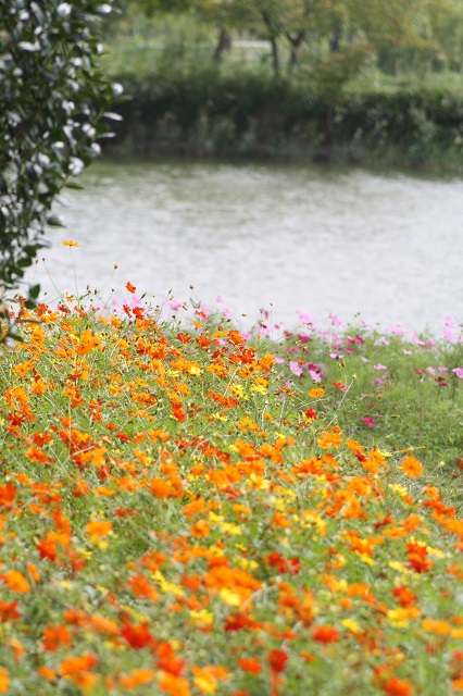 兵庫県立フラワーセンターの花たち