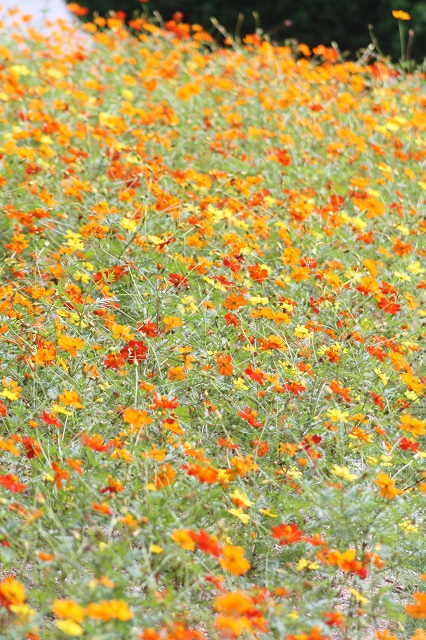 兵庫県立フラワーセンターの花たち