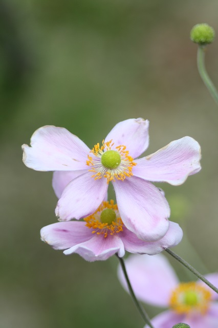 兵庫県立フラワーセンターの花たち