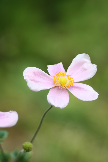 兵庫県立フラワーセンターの花たち