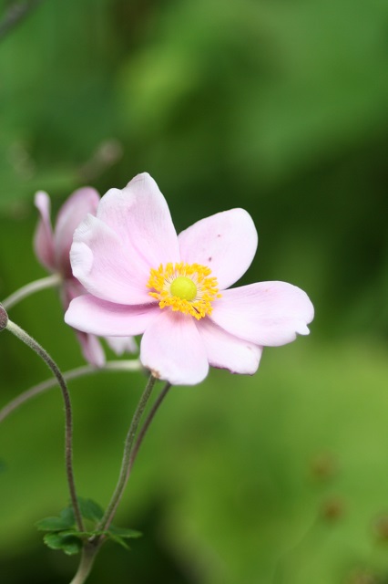 兵庫県立フラワーセンターの花たち