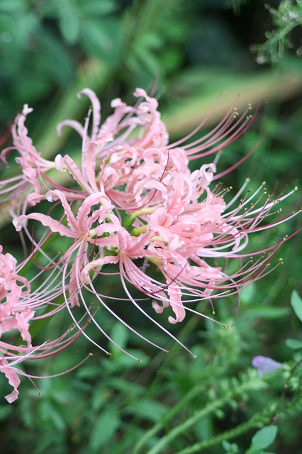 兵庫県立フラワーセンターの花たち