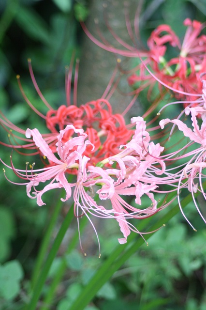 兵庫県立フラワーセンターの花たち