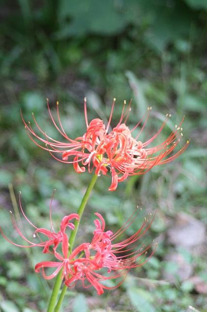 兵庫県立フラワーセンターの花たち