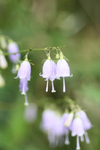 市ノ池公園の草花たち