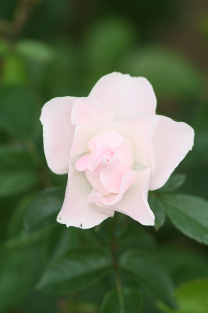 兵庫県立フラワーセンターの花たち　