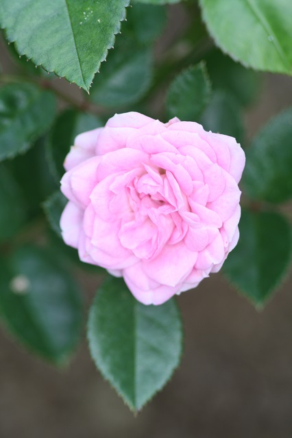 兵庫県立フラワーセンターの花たち　