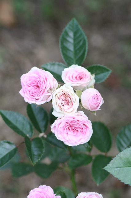 兵庫県立フラワーセンターの花たち　