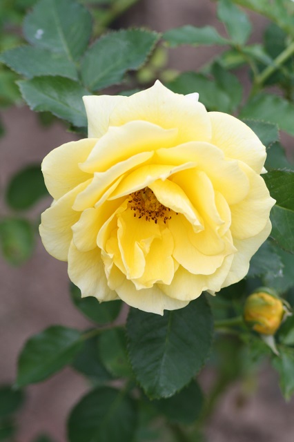 兵庫県立フラワーセンターの花たち
