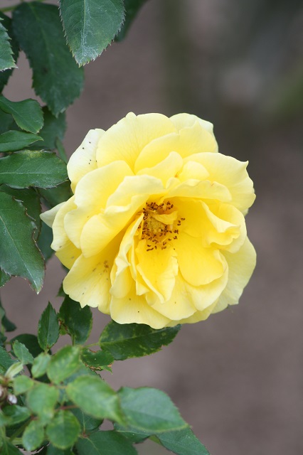 兵庫県立フラワーセンターの花たち
