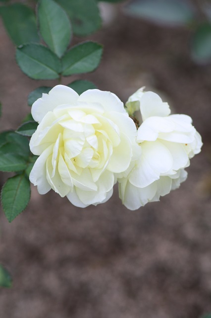 兵庫県立フラワーセンターの花たち　