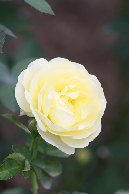 兵庫県立フラワーセンターの花たち　