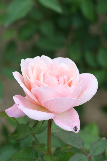 兵庫県立フラワーセンターの花たち　