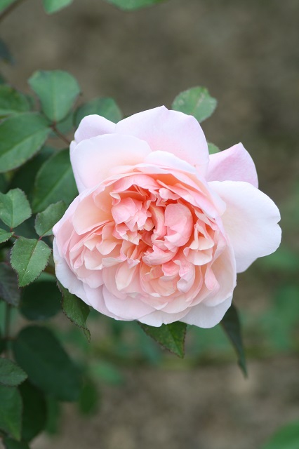 兵庫県立フラワーセンターの花たち　