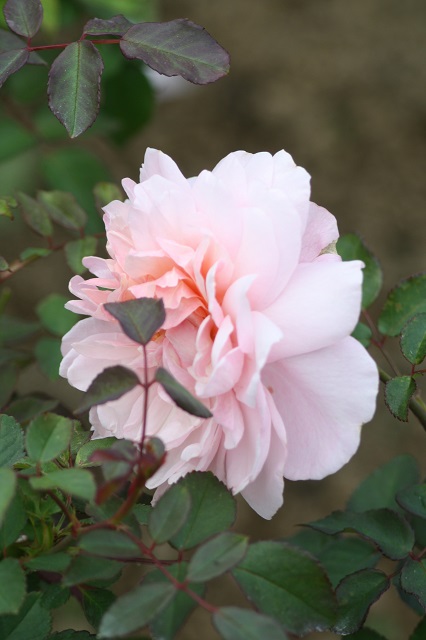 兵庫県立フラワーセンターの花たち　
