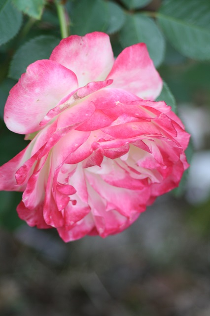 兵庫県立フラワーセンターの花たち　