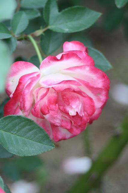兵庫県立フラワーセンターの花たち　