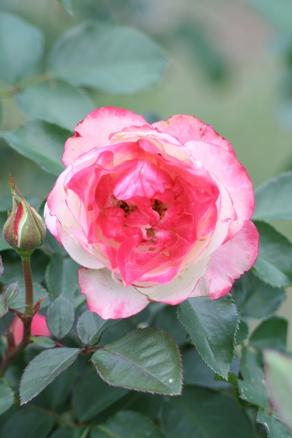 兵庫県立フラワーセンターの花たち　