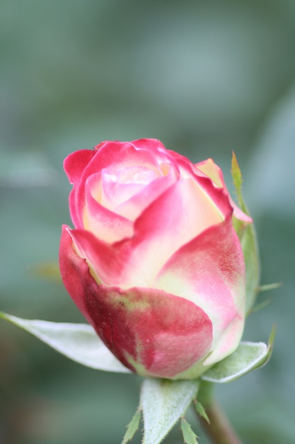 兵庫県立フラワーセンターの花たち　