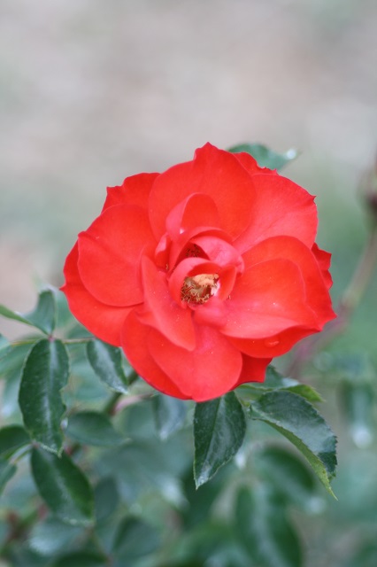 兵庫県立フラワーセンターの花たち　