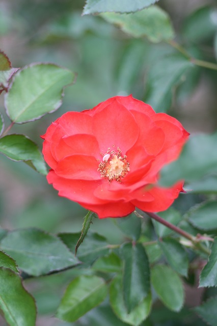 兵庫県立フラワーセンターの花たち　