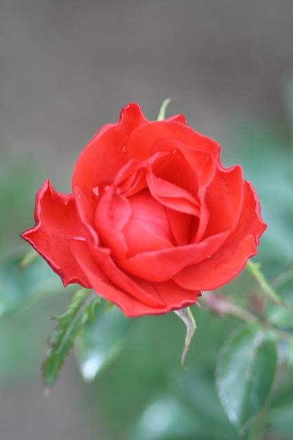 兵庫県立フラワーセンターの花たち　