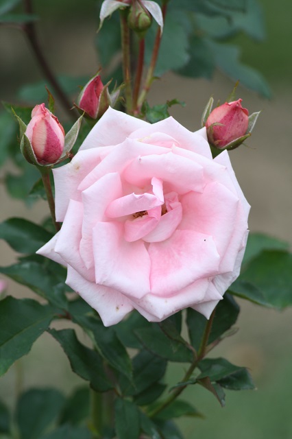 兵庫県立フラワーセンターの花たち　