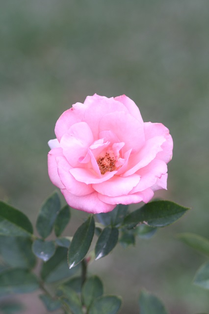 兵庫県立フラワーセンターの花たち　