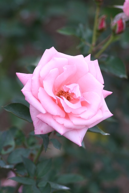 兵庫県立フラワーセンターの花たち　