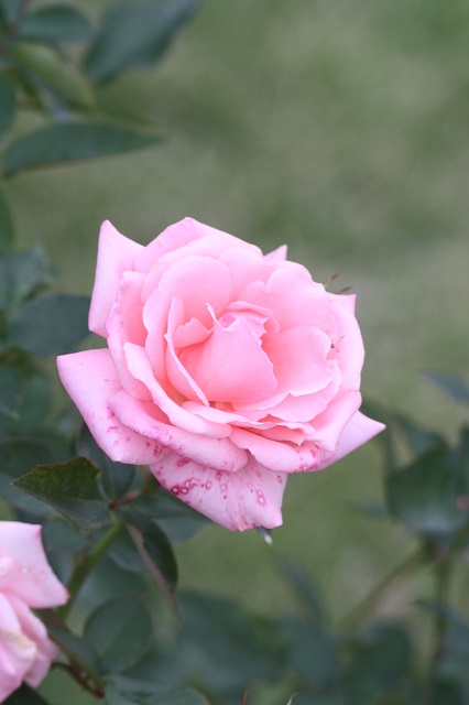 兵庫県立フラワーセンターの花たち　