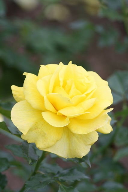 兵庫県立フラワーセンターの花たち　