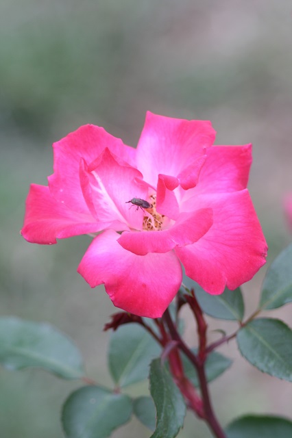 兵庫県立フラワーセンターの花たち