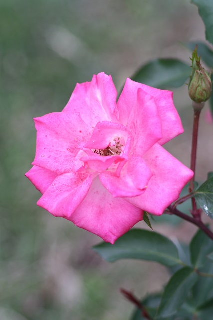 兵庫県立フラワーセンターの花たち