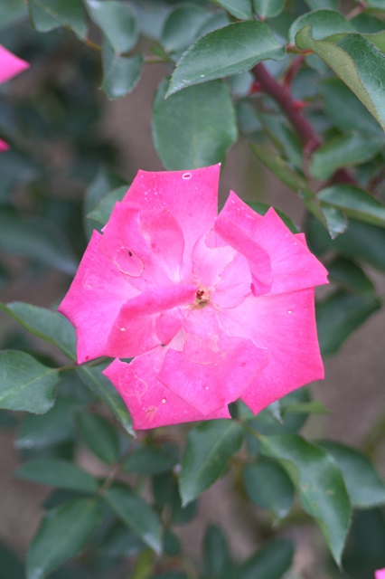 兵庫県立フラワーセンターの花たち　