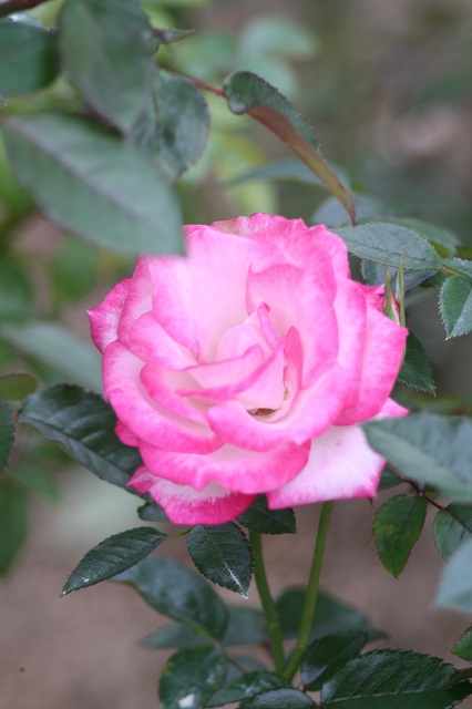 兵庫県立フラワーセンターの花たち　