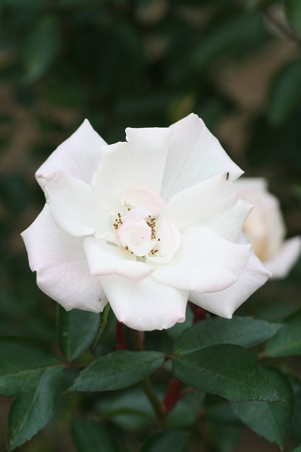 兵庫県立フラワーセンターの花たち　