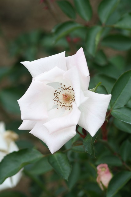 兵庫県立フラワーセンターの花たち　