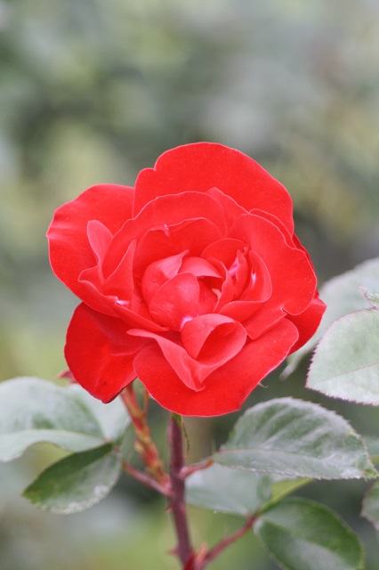 兵庫県立フラワーセンターの花たち
